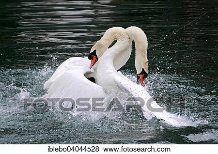 Stock Photo - "Two Mute Swans (Cygnus olor) fighting, Altmuhl river, Bavaria, Germany, Europe". Fotosearch