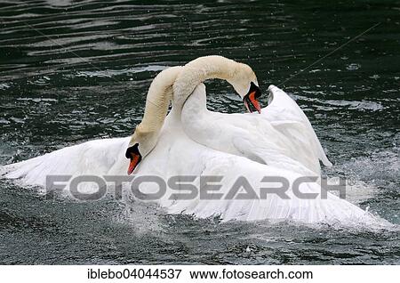 "Two Mute Swans (Cygnus olor) fighting, Altmuhl river, Bavaria, Germany, Europe" View Large Photo Image Stock Photo - "Two Mute Swans (Cygnus olor) fighting, Altmuhl river, Bavaria, Germany, Europe". Fotosearch