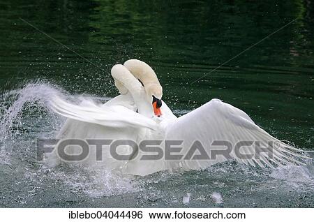 "Two Mute Swans (Cygnus olor) fighting, Altmuhl river, Bavaria, Germany, Europe" View Large Photo Image Stock Photograph - "Two Mute Swans (Cygnus olor) fighting, Altmuhl river, Bavaria, Germany, Europe". Fotosearch