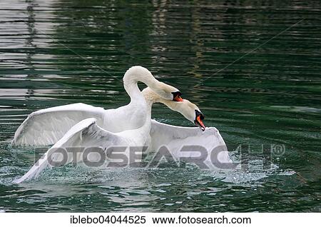 Stock Photography - "Two Mute Swans (Cygnus olor) fighting, Altmuhl river, Bavaria, Germany, Europe". Fotosearch