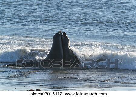 "Two Northern Elephant Seals (Mirounga angustirostris) in the surf, Piedras Blancas, San Simeon, California, United States, North America" View Large Photo Image Stock Image - "Two Northern Elephant Seals (Mirounga angustirostris) in the surf, Piedras Blancas, San Simeon, California, United States, North America". Fotosearch