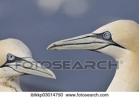 "Two Northern Gannets (Morus bassanus) in their breeding colony, Bass Rock, Dunbar, Scotland, United Kingdom, Europe" View Large Photo Image Stock Image - "Two Northern Gannets (Morus bassanus) in their breeding colony, Bass Rock, Dunbar, Scotland, United Kingdom, Europe". Fotosearch