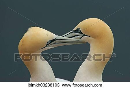 "Two Northern Gannets (Morus bassanus), portrait, Helgoland, Schleswig-Holstein, Germany, Europe" View Large Photo Image Stock Image - "Two Northern Gannets (Morus bassanus), portrait, Helgoland, Schleswig-Holstein, Germany, Europe". Fotosearch
