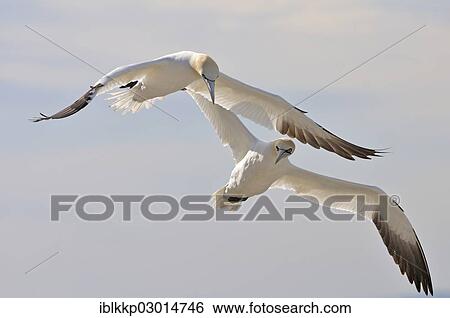 "Two Northern Gannets (Morus bassanus) in flight, Bass Rock, Dunbar, Scotland, United Kingdom, Europe" View Large Photo Image Stock Photograph - "Two Northern Gannets (Morus bassanus) in flight, Bass Rock, Dunbar, Scotland, United Kingdom, Europe". Fotosearch