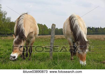 Stock Image - Two Norwegian Fjord Horses grazing grass over a barbed wire fence. Fotosearch