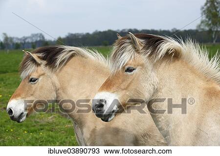 "Two Norwegian Fjord Horses, portrait" View Large Photo Image Stock Image - "Two Norwegian Fjord Horses, portrait". Fotosearch