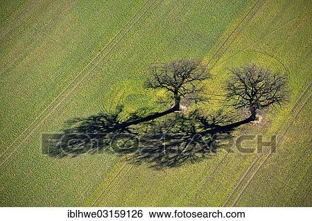 Stock Photograph - "Two oak trees on a field, Nordwestmecklenburg, Kluetz, Mecklenburg-Western Pomerania, Germany, Europe". Fotosearch