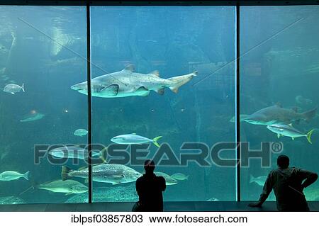 Stock Image - "Two Oceans Aquarium, Cape Town, Western Cape, South Africa, Africa". Fotosearch