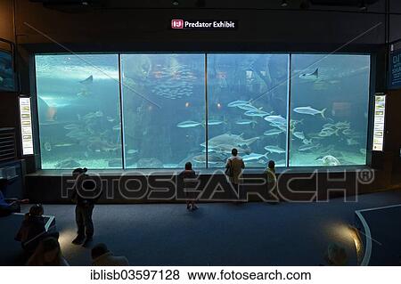 Stock Photo - "Two Oceans Aquarium, interior view, Cape Town, Western Cape, South Africa, Africa". Fotosearch