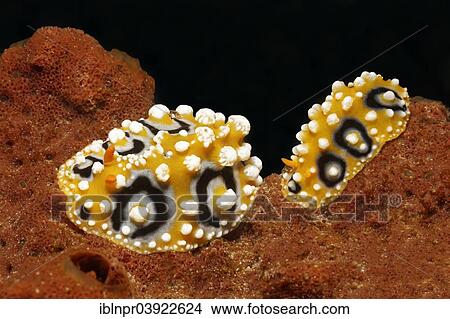 Picture - "Two Ocellate Phyllidias (Phyllidia ocellata), sea slugs, on sponge, Sabang Beach, Puerto Galera, Mindoro, Philippines, Asia". Fotosearch