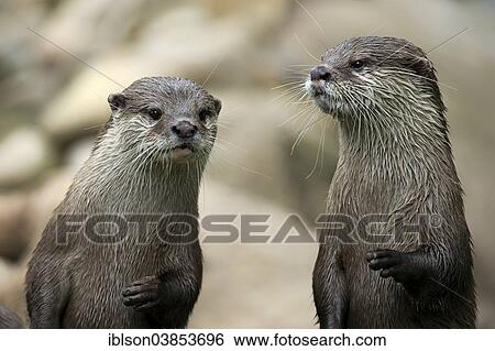 "Two Oriental Small-clawed Otters (Amblonyx cinerea), adult, portrait, Germany, Europe" View Large Photo Image Stock Photograph - "Two Oriental Small-clawed Otters (Amblonyx cinerea), adult, portrait, Germany, Europe". Fotosearch