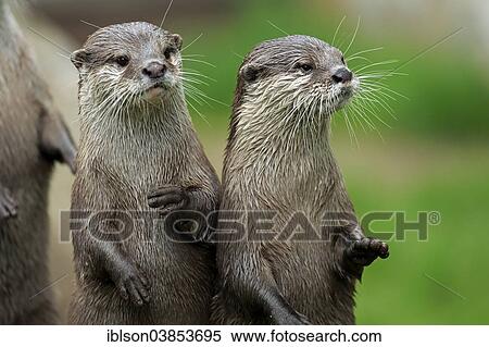 "Two Oriental Small-clawed Otters (Amblonyx cinerea), adult, portrait, Germany, Europe" View Large Photo Image Stock Photography - "Two Oriental Small-clawed Otters (Amblonyx cinerea), adult, portrait, Germany, Europe". Fotosearch