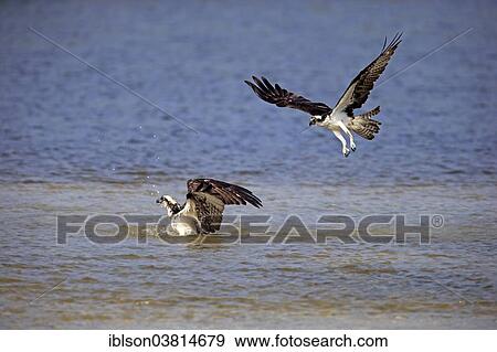 "Two Ospreys (Pandion haliaetus carolinensis), pair, bathing, flying, Sanibel Island, Florida, USA" View Large Photo Image Stock Photo - "Two Ospreys (Pandion haliaetus carolinensis), pair, bathing, flying, Sanibel Island, Florida, USA". Fotosearch