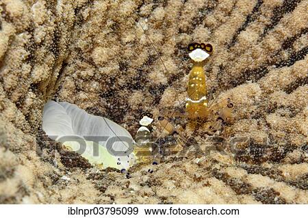 "Two Pacific Clown Anemone Shrimps (Periclimenes brevicarpalis) on Anemone, UNESCO World Heritage Site, Great Barrier Reef, Australia, Pacific Ocean, Oceania" View Large Photo Image Stock Photo - "Two Pacific Clown Anemone Shrimps (Periclimenes brevicarpalis) on Anemone, UNESCO World Heritage Site, Great Barrier Reef, Australia, Pacific Ocean, Oceania". Fotosearch