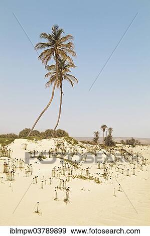 "Two palm trees and grown over dunes on Praia de Curral Velho Beach in the south of the island of Boa Vista, Cape Verde, Republic of Cabo Verde, Africa" View Large Photo Image Stock Photo - "Two palm trees and grown over dunes on Praia de Curral Velho Beach in the south of the island of Boa Vista, Cape Verde, Republic of Cabo Verde, Africa". Fotosearch
