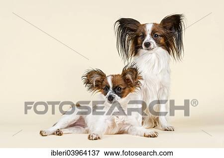 "Two Papillons, puppy in front, 5 months" View Large Photo Image Stock Photo - "Two Papillons, puppy in front, 5 months". Fotosearch