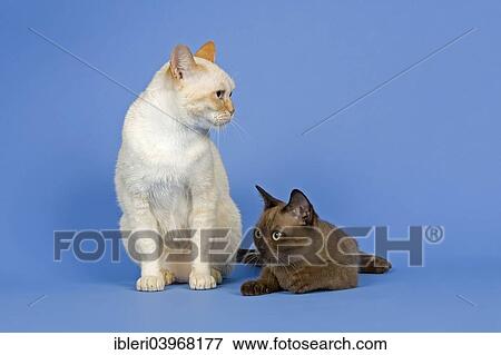 Stock Photo - Two pedigree Burmese cats. Fotosearch