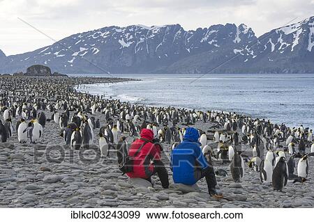 "Two people sitting on the beach surrounded by King Penguins (Aptenodytes patagonicus), Salisbury Plain, South Georgia and the South Sandwich Islands, United Kingdom, Antarctica" View Large Photo Image Stock Photo - "Two people sitting on the beach surrounded by King Penguins (Aptenodytes patagonicus), Salisbury Plain, South Georgia and the South Sandwich Islands, United Kingdom, Antarctica". Fotosearch