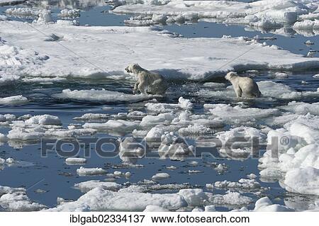 "Two Polar bear cubs (Ursus maritimus) running over pack ice, Svalbard Archipelago, Barents Sea, Norway, Europe" View Large Photo Image Stock Photo - "Two Polar bear cubs (Ursus maritimus) running over pack ice, Svalbard Archipelago, Barents Sea, Norway, Europe". Fotosearch