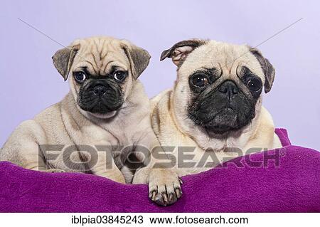 "Two Pugs, a puppy and a bitch" View Large Photo Image Stock Image - "Two Pugs, a puppy and a bitch". Fotosearch