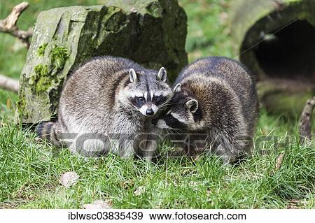 "Two raccoons (Procyon lotor), captive, Saarland, Germany, Europe" View Large Photo Image Stock Photo - "Two raccoons (Procyon lotor), captive, Saarland, Germany, Europe". Fotosearch