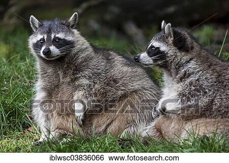 "Two raccoons (Procyon lotor), captive, Saarland, Germany, Europe" View Large Photo Image Stock Photograph - "Two raccoons (Procyon lotor), captive, Saarland, Germany, Europe". Fotosearch