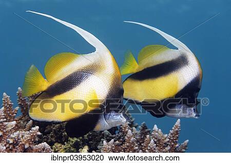 "Two Red Sea Bannerfish (Heniochus intermedius), over a coral reef, Makadi Bay, Red Sea, Hurghada, Egypt, Africa" View Large Photo Image Stock Image - "Two Red Sea Bannerfish (Heniochus intermedius), over a coral reef, Makadi Bay, Red Sea, Hurghada, Egypt, Africa". Fotosearch
