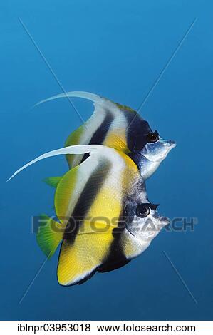 "Two Red Sea Bannerfish (Heniochus intermedius), Makadi Bay, Red Sea, Hurghada, Egypt, Africa" View Large Photo Image Stock Photo - "Two Red Sea Bannerfish (Heniochus intermedius), Makadi Bay, Red Sea, Hurghada, Egypt, Africa". Fotosearch