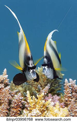"Two Red Sea bannerfish (Heniochus intermedius) over coral reef, Makadi Bay, Red Sea, Hurghada, Egypt, Africa" View Large Photo Image Stock Photo - "Two Red Sea bannerfish (Heniochus intermedius) over coral reef, Makadi Bay, Red Sea, Hurghada, Egypt, Africa". Fotosearch
