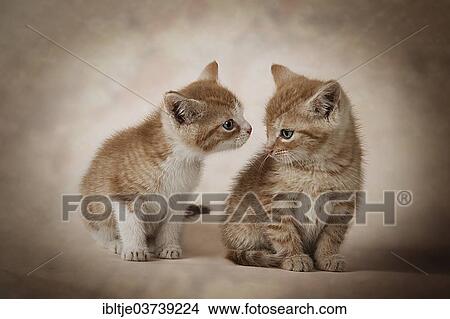 "Two red tabby kittens, Germany, Europe" View Large Photo Image Picture - "Two red tabby kittens, Germany, Europe". Fotosearch