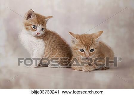 Stock Image - "Two red tabby kittens, Germany, Europe". Fotosearch