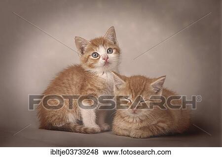 Stock Photo - "Two red tabby kittens, Germany, Europe". Fotosearch