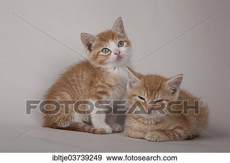 "Two red tabby kittens, Germany, Europe" View Large Photo Image Stock Photo - "Two red tabby kittens, Germany, Europe". Fotosearch
