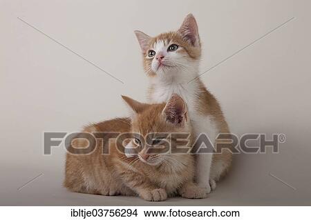 Two red tabby kittens View Large Photo Image Picture - Two red tabby kittens. Fotosearch