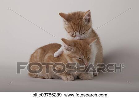 Two red tabby kittens View Large Photo Image Stock Photo - Two red tabby kittens. Fotosearch