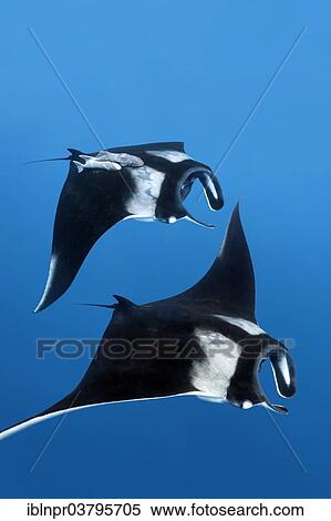 "Two Reef manta rays (Manta alfredi), Cocos Island, Costa Rica, Pacific, North America" View Large Photo Image Stock Photography - "Two Reef manta rays (Manta alfredi), Cocos Island, Costa Rica, Pacific, North America". Fotosearch