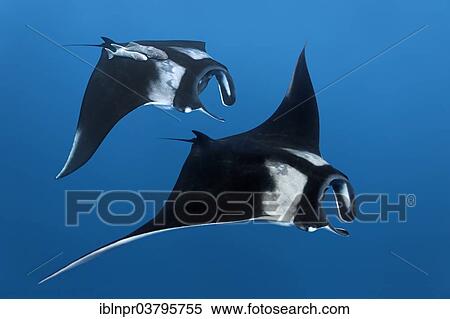 Stock Photography - "Two Reef manta rays (Manta alfredi), Cocos Island, Costa Rica, Pacific, North America". Fotosearch