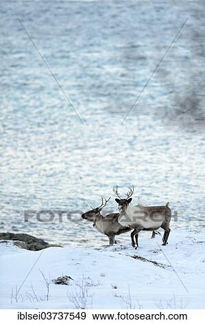 "Two reindeer (Rangifer tarandus) on snow before fjord, Sommeroya, Tromso, ‪Troms, Northern Norway, Norway, Europe" View Large Photo Image Stock Photo - "Two reindeer (Rangifer tarandus) on snow before fjord, Sommeroya, Tromso, ‪Troms, Northern Norway, Norway, Europe". Fotosearch