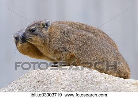 "Two Rock Hyraxes or Cape Hyraxes (Procavia capensis), Baden-Wurttemberg, Germany, Europe" View Large Photo Image Stock Photo - "Two Rock Hyraxes or Cape Hyraxes (Procavia capensis), Baden-Wurttemberg, Germany, Europe". Fotosearch