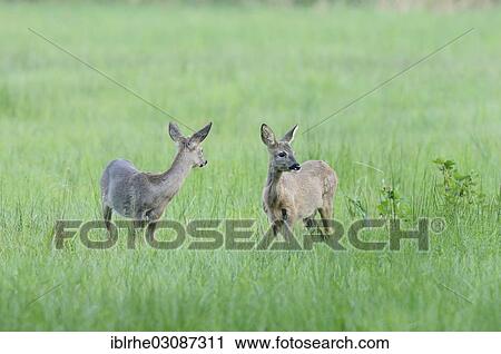 "Two Roe Deer (Capreolus capreolus) standing in a field, Duvenstedter Brook, Hamburg, Hamburg, Germany, Europe" View Large Photo Image Stock Image - "Two Roe Deer (Capreolus capreolus) standing in a field, Duvenstedter Brook, Hamburg, Hamburg, Germany, Europe". Fotosearch
