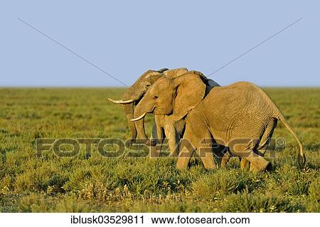 Stock Image - "Two running African Bush Elephants (Loxodonta africana), Serengeti, Tanzania, Africa". Fotosearch
