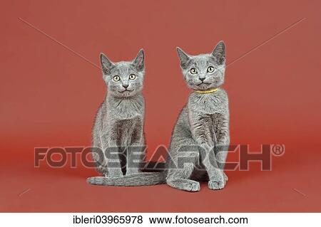"Two Russian Blue kittens, 12 weeks" View Large Photo Image Stock Photo - "Two Russian Blue kittens, 12 weeks". Fotosearch