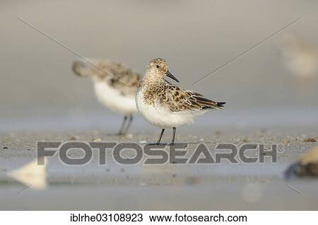 "Two Sanderlings (Calidris alba) on the beach, Helgoland, Helgoland, Schleswig-Holstein, Germany, Europe" View Large Photo Image Stock Image - "Two Sanderlings (Calidris alba) on the beach, Helgoland, Helgoland, Schleswig-Holstein, Germany, Europe". Fotosearch