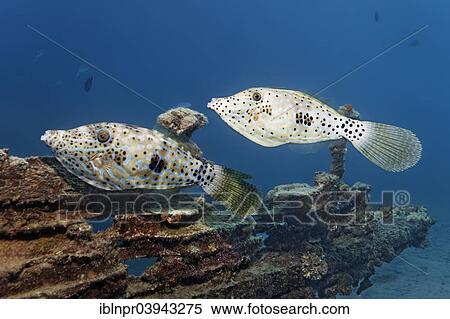 "Two scrawled filefish (Aluterus scriptus), Red Sea, Egypt, Africa" View Large Photo Image Stock Photography - "Two scrawled filefish (Aluterus scriptus), Red Sea, Egypt, Africa". Fotosearch
