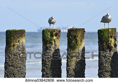 "Two seagulls perched on groynes, Wangerooge, Friesland, Lower Saxony, Germany, Europe" View Large Photo Image Stock Photograph - "Two seagulls perched on groynes, Wangerooge, Friesland, Lower Saxony, Germany, Europe". Fotosearch