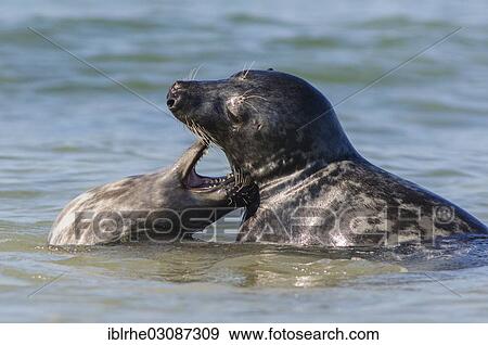 "Two Seals or Harbour Seals (Phoca vitulina) playing in the North Sea, Helgoland, Helgoland, Schleswig-Holstein, Germany, Europe" View Large Photo Image Stock Photo - "Two Seals or Harbour Seals (Phoca vitulina) playing in the North Sea, Helgoland, Helgoland, Schleswig-Holstein, Germany, Europe". Fotosearch