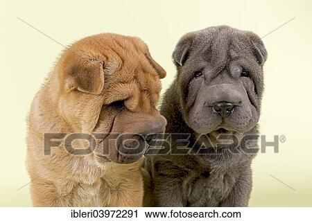 "Two Shar Pei puppies, 8 weeks, male, colours red and blue" View Large Photo Image Stock Image - "Two Shar Pei puppies, 8 weeks, male, colours red and blue". Fotosearch