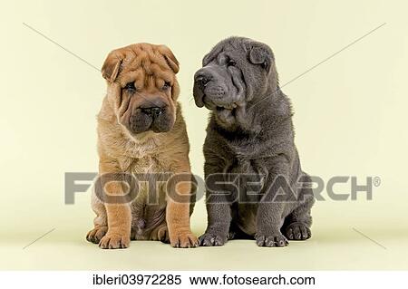 "Two Shar Pei puppies, 8 weeks, male, colours red and blue" View Large Photo Image Stock Photography - "Two Shar Pei puppies, 8 weeks, male, colours red and blue". Fotosearch