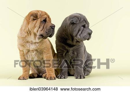 "Two Shar-Pei puppies, 8 weeks old, males, red and blue" View Large Photo Image Stock Photo - "Two Shar-Pei puppies, 8 weeks old, males, red and blue". Fotosearch