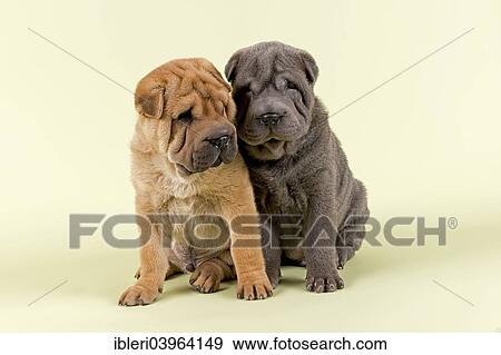 "Two Shar-Pei puppies, 8 weeks old, males, red and blue" View Large Photo Image Stock Photo - "Two Shar-Pei puppies, 8 weeks old, males, red and blue". Fotosearch